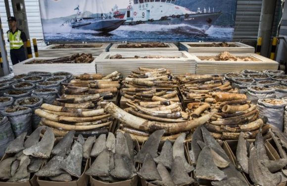 Trafic d’animaux: des associations pointent la responsabilité de Hong Kong