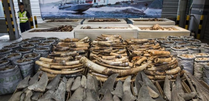 Trafic d’animaux: des associations pointent la responsabilité de Hong Kong
