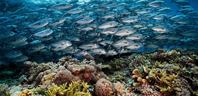 Le récif corallien de Tubbataha, parfait exemple d’un atoll préservé