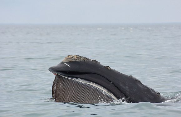 Le gouvernement fédéral américain poursuivi pour les essais sismiques opérés dans l’Atlantique