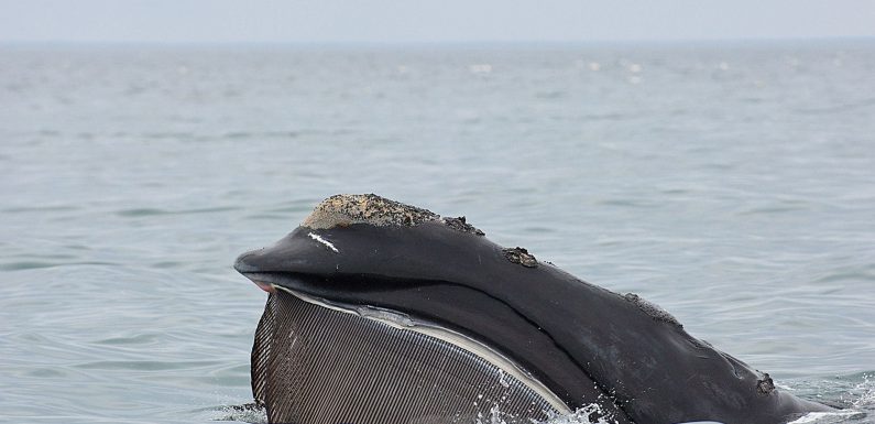 Le gouvernement fédéral américain poursuivi pour les essais sismiques opérés dans l’Atlantique