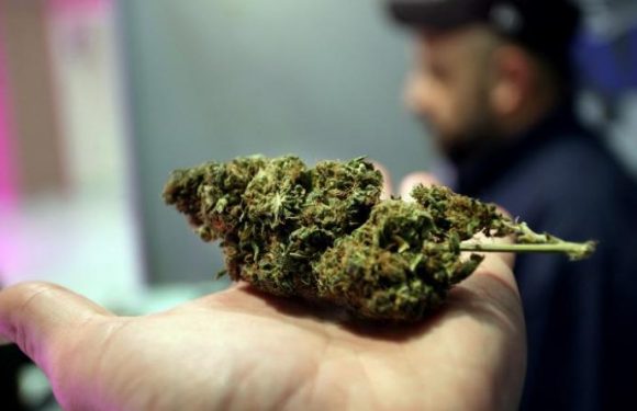 Le cannabis médical, nouvelle manne pour Israël