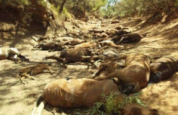 Australie : une vague de chaleur meurtrière cause la mort de milliers d&rsquo;animaux