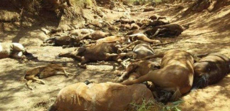 Australie : une vague de chaleur meurtrière cause la mort de milliers d’animaux