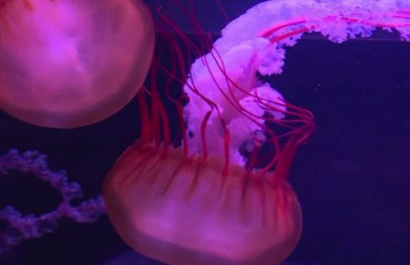 Paris: la plus belle collection de méduses d&rsquo;Europe