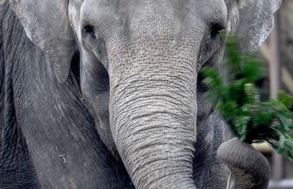 Le poids des éléphants varie d&rsquo;environ 300 kg tous les 8 ans