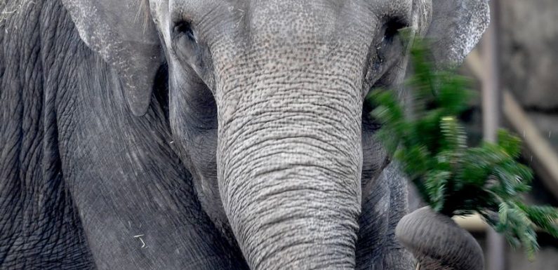 Le poids des éléphants varie d’environ 300 kg tous les 8 ans
