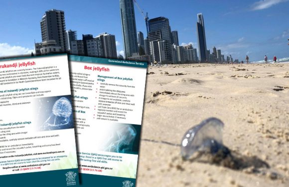 Une double invasion en Australie fait craindre « l&rsquo;apocalypse des méduses »