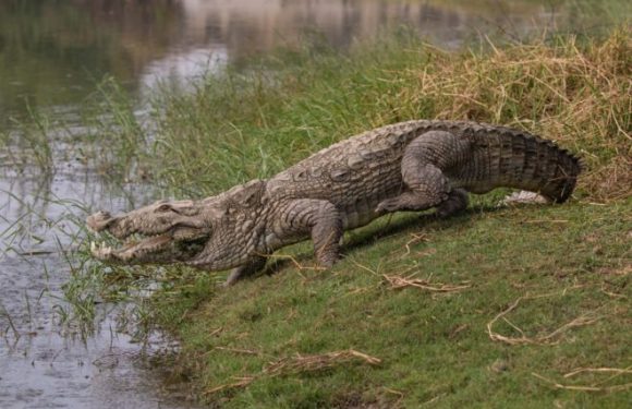 The Indians sharing their villages with crocodiles