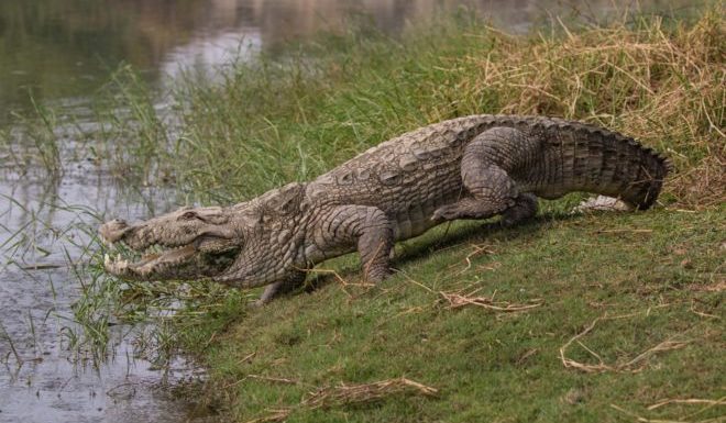 The Indians sharing their villages with crocodiles
