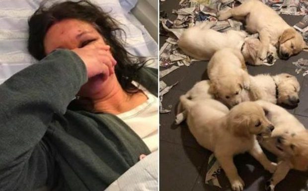 Suède : une éleveuse de chiens sauvagement tabassée par 3 hommes « d’origine étrangère », 6 chiots lui ont été volés