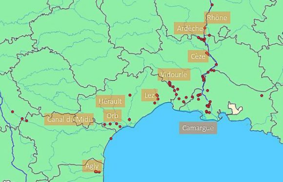 Les moules géantes chinoises se répandent comme une traînée de poudre, les moules autochtones ont déjà disparu en certains endroits