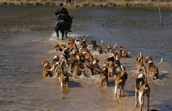 Forêt du Gâvre : les chasseurs à courre traqués