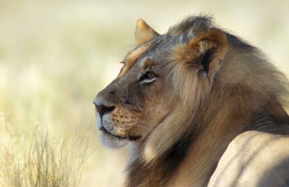 En Afrique du Sud, des lions élevés spécialement pour la chasse aux trophées