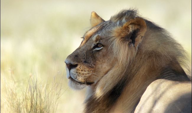 En Afrique du Sud, des lions élevés spécialement pour la chasse aux trophées