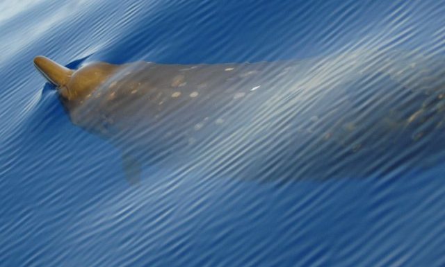 Le stress de la baleine à bec face aux sonars militaires