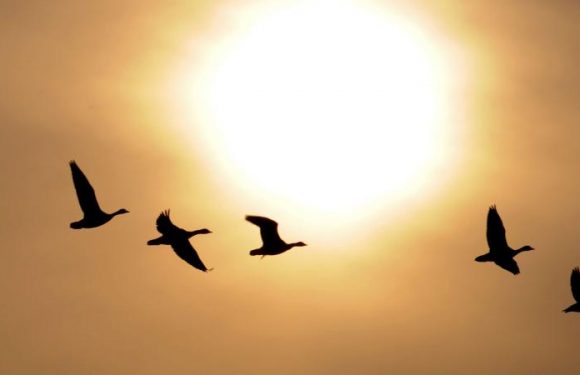 « Encore des cadeaux aux chasseurs » : les défenseurs des oiseaux contestent le projet du gouvernement de prolonger la chasse aux oies cendrées