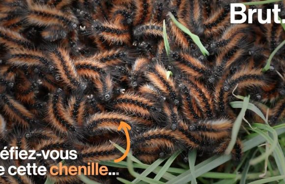 VIDEO. Les chenilles processionnaires, une menace pour l&rsquo;homme et pour l&rsquo;environnement