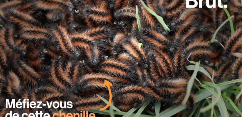 VIDEO. Les chenilles processionnaires, une menace pour l’homme et pour l’environnement