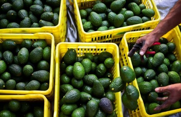 L&rsquo;avocat, le « diamant de sang » qui fait fureur aux Etats-Unis et en Europe