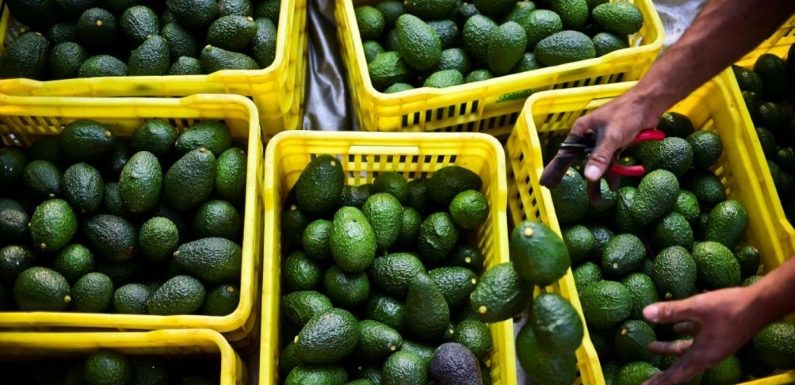 L’avocat, le « diamant de sang » qui fait fureur aux Etats-Unis et en Europe