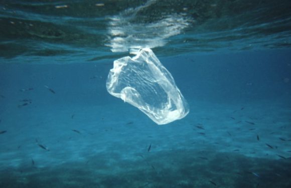 Les poissons d&rsquo;eau salée pourraient disparaître dès 2048 : c&rsquo;est ce qu&rsquo;affirme un groupe d&rsquo;experts