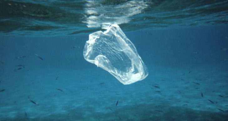 Les poissons d’eau salée pourraient disparaître dès 2048 : c’est ce qu’affirme un groupe d’experts