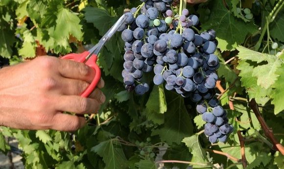 L’Inra développe les végétaux qui résisteront au climat de demain à Avignon