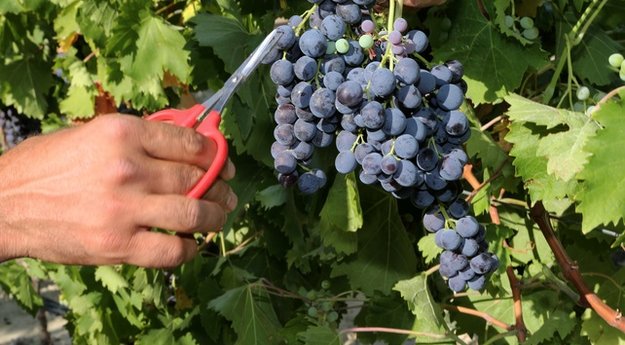 L’Inra développe les végétaux qui résisteront au climat de demain à Avignon