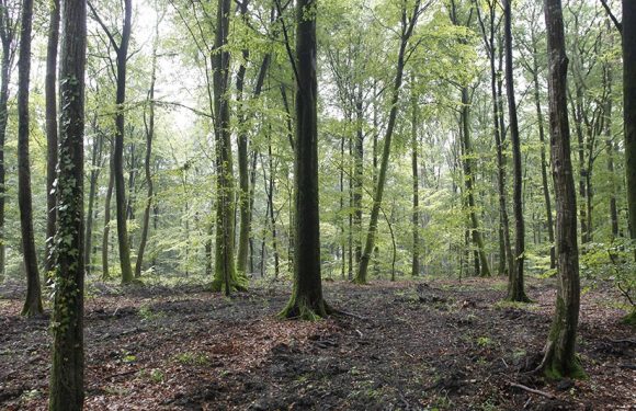 L&rsquo;Office national des forêts au bord de la faillite