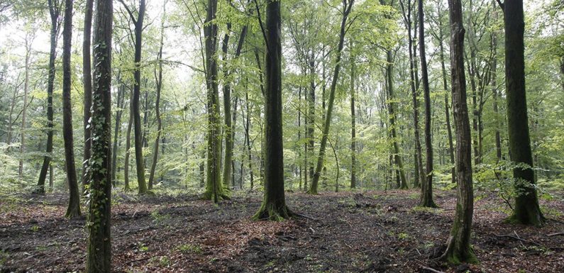 L’Office national des forêts au bord de la faillite