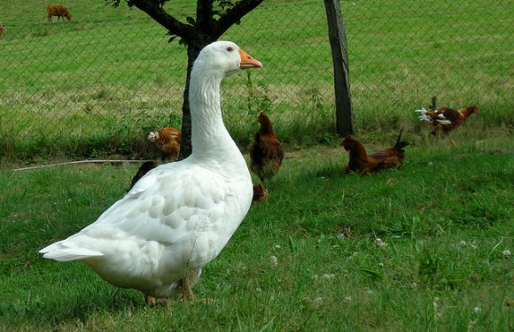 Les Gilets jaunes ou la révolte de l’oie qu’on plume