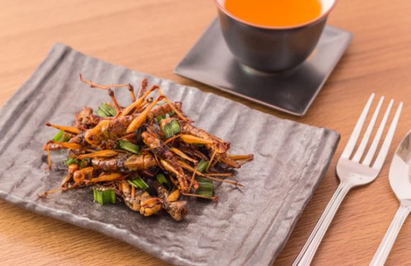 Bientôt un restaurant d&rsquo;insectes dans les sous-sols de Paris !