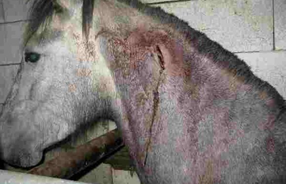 Lasagnes à la viande de cheval : six ans après, les fraudes alimentaires se poursuivent