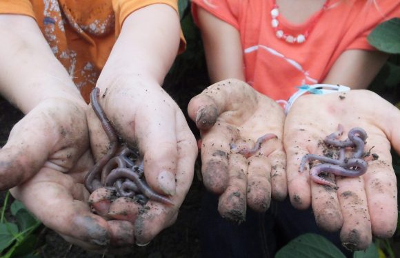 « Urgence absolue pour le ver de terre » : la lettre d’un agronome au Président