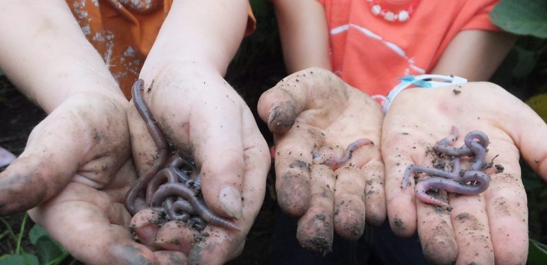 « Urgence absolue pour le ver de terre » : la lettre d’un agronome au Président