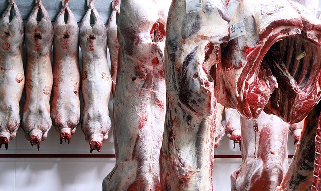 La Pologne a exporté de la viande de bœuf malade en Europe