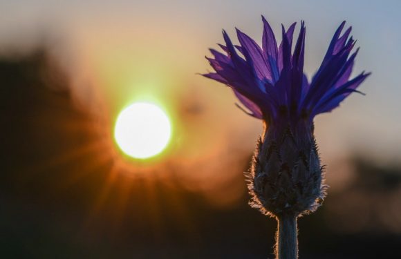 Allemagne: un nouveau parti d&rsquo;extrême droite adopte un symbole nazi