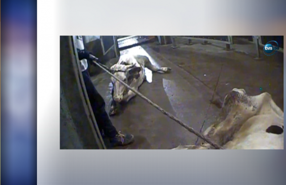 Pologne: une vidéo de vaches malades et de viande viciée dans un abattoir fait polémique