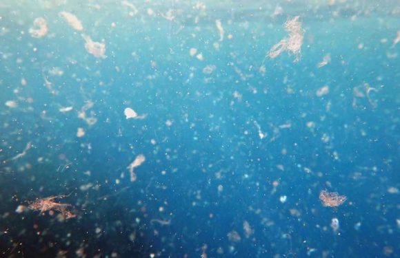 Des microplastiques retrouvés jusque dans les sources souterraines d’eau potable