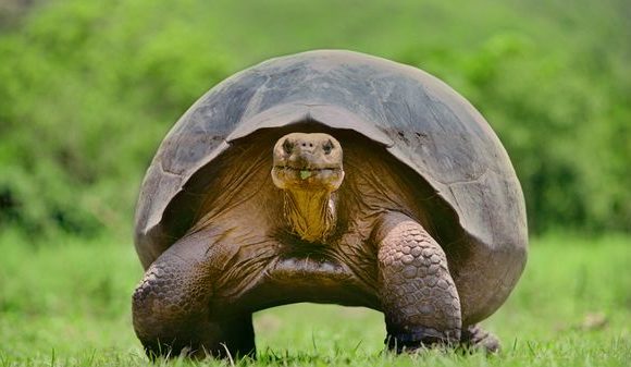 Les secrets de la longévité dévoilés grâce à une tortue
