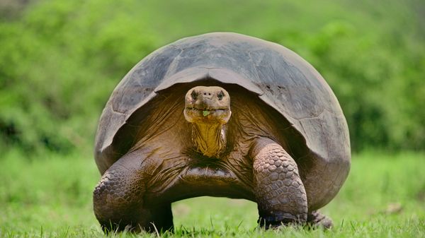 Les secrets de la longévité dévoilés grâce à une tortue