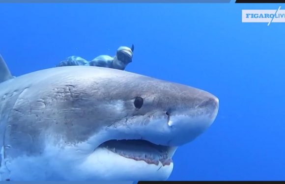 À Hawaï, des plongeurs nagent au côté d&rsquo;un requin blanc de 6 mètres