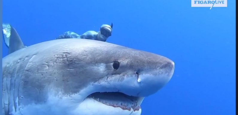À Hawaï, des plongeurs nagent au côté d’un requin blanc de 6 mètres