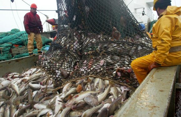Du cabillaud gonflé à l&rsquo;eau et blanchi au phosphate