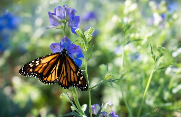 86 % de papillons monarques en moins en Californie
