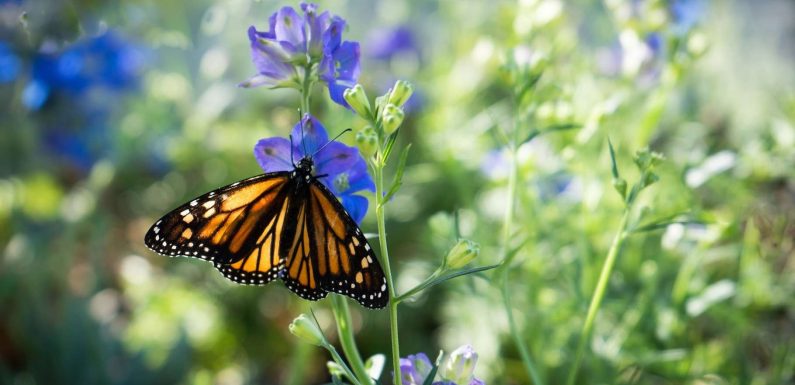 86 % de papillons monarques en moins en Californie