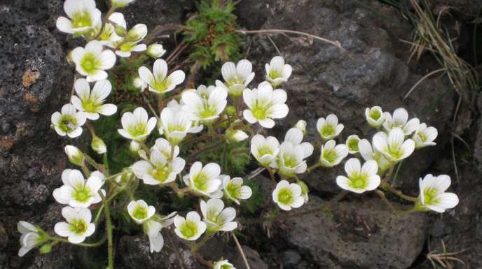 Flore sauvage métropolitaine : 15 % des espèces menacées de disparition