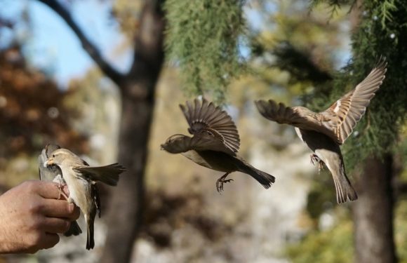 Comptez les oiseaux dans votre jardin, ce week-end