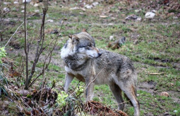 Pyrénées-Orientales : le loup qui voulait mourir parmi les hommes